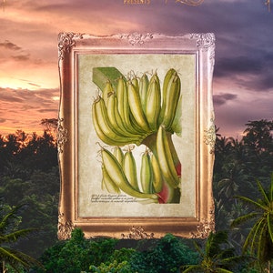 Kitchen Palm Poster, Banana Fruit Decor, Bananas Print, Vintage Banana Print, Antique Banana Art, Bananas Art Prints, Banana Poster E12_ 3 image 5