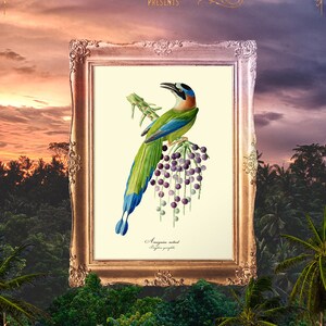 Birds Prints, Parrot Bird Print, Exotic Birds Decor, Motmot Bird, Green Bird Print, Blue Bird Poster, Parrot Poster - E16_8