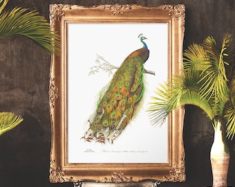 Peacock Wall Art, Bird Poster, Victorian Print, Vintage Wall Art, Bedroom Print - E37_8