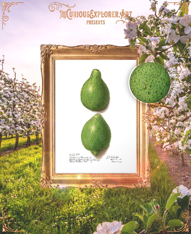 Home Print Botany Art Poster Green Fruit Print Mother Gift Vintage Dorm Decor Book Plate Botanical E23/_47 Lime Print Decor