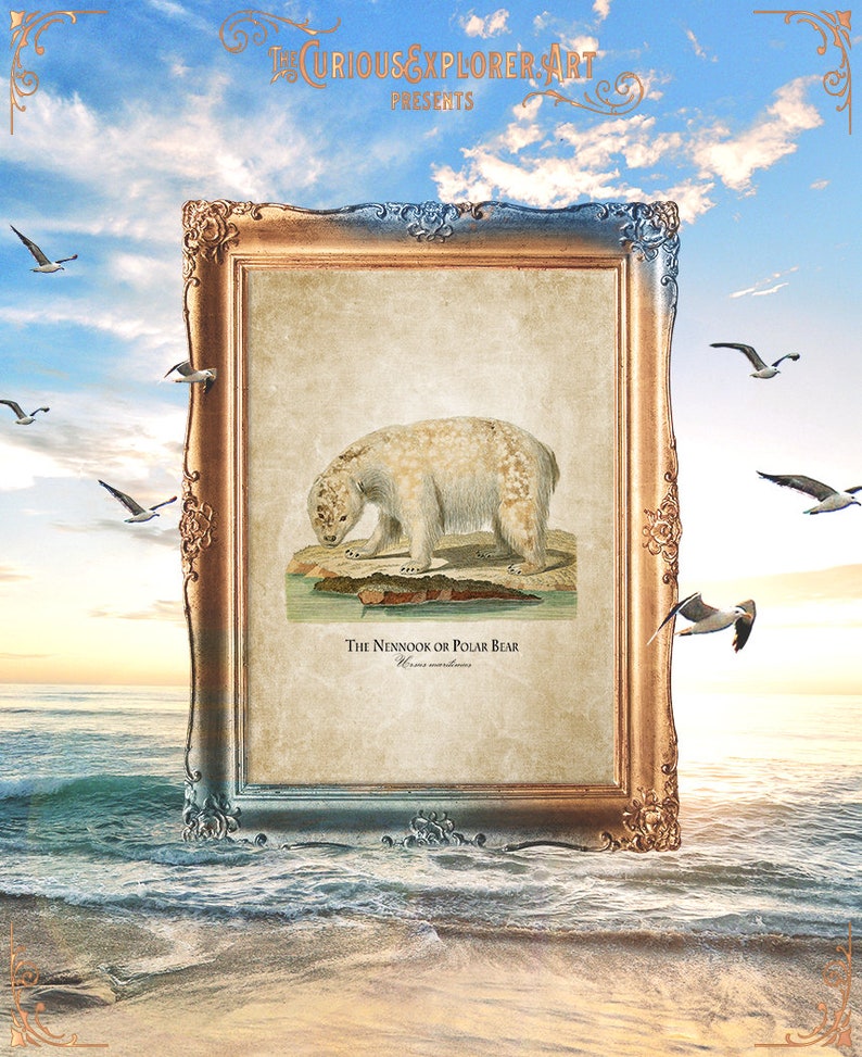 E18/_29 Bear Baby Shower Bear Print Bear Baby Gift Bear Art Print Animal Home Decor Bear Nursery Decor Funny Bear Print