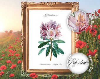 Rhododendron Print, Kitchen Wall Decor, Botany Wall Decor, Vintage Flower Print, Lilac flower, Bedroom Decor, Xmas Gift Decorating - E28_60