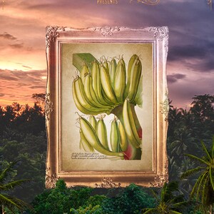 Kitchen Palm Poster, Banana Fruit Decor, Bananas Print, Vintage Banana Print, Antique Banana Art, Bananas Art Prints, Banana Poster E12_ 3 image 4