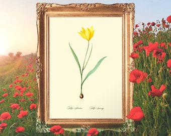 Tulip Home Decor, Botany Art Print, Gallery Home Decor, Gift for Mom Prints, Antique Poster, Botanical Home Decor - E27_9