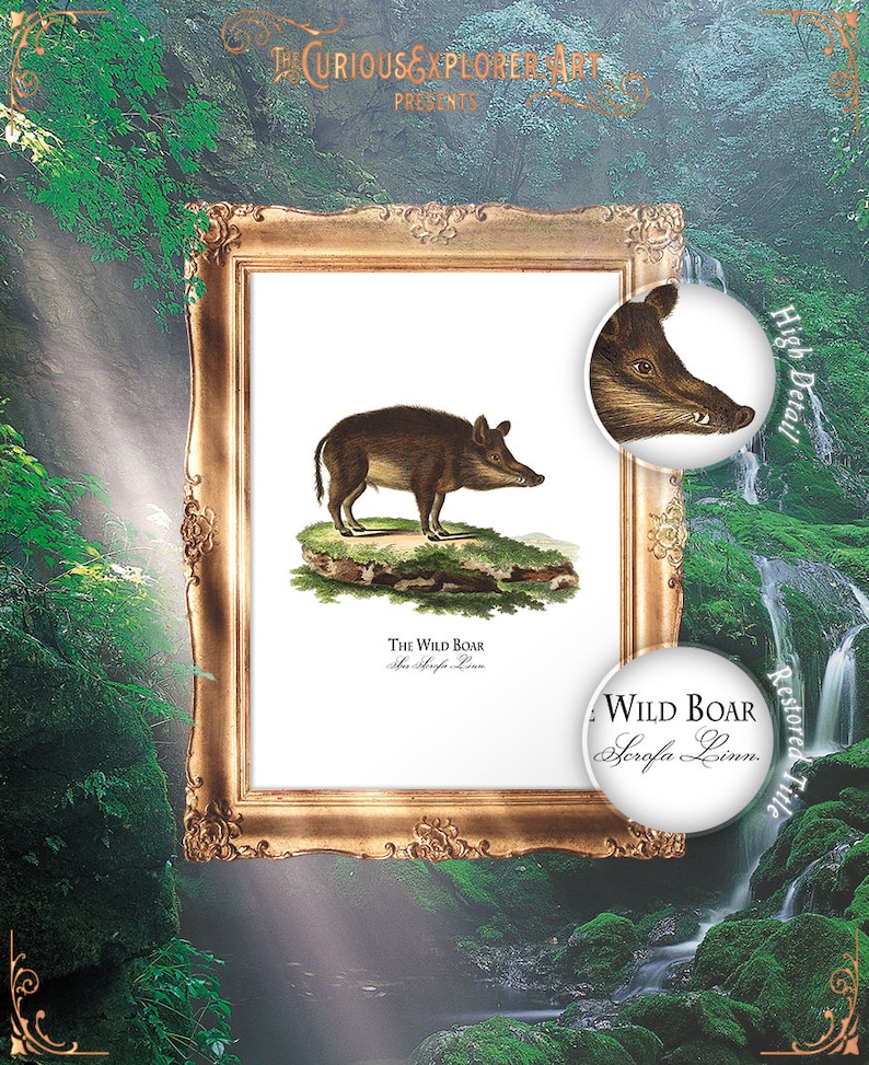 Boar Child Gift Vintage Animal Decor Boar Decor Animal Home Decor Boar Father Gift E18/_116 Boar Poster Boar Print