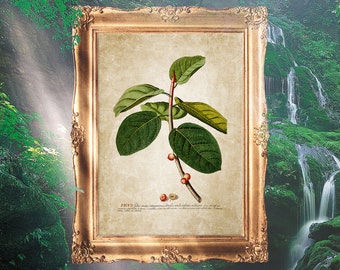 Botany Print, Kitchen Art Print, Ficus Tree Wall Art, Flowers Art Poster, Vintage Wall Hanging, Flower Antique Art - E12_24