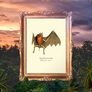 Bat Decor, Antique Animal Decor, Bat Dad Gift, Animal Room Decor, Bat Teacher Gift, Bat Poster, Bat Wall Hanging - E18_91
