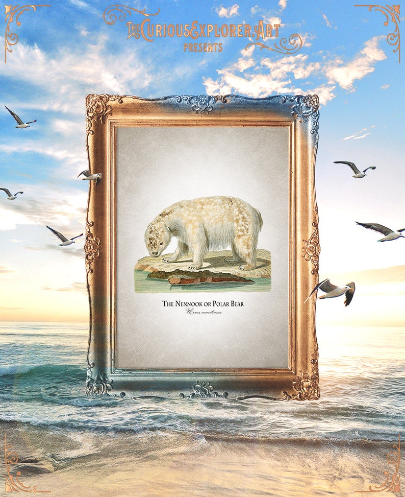 E18/_29 Bear Baby Shower Bear Print Bear Baby Gift Bear Art Print Animal Home Decor Bear Nursery Decor Funny Bear Print