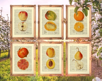 Fruits Wall Art, Garden Fruit Print, Kitchen Fruit, Botany Art Print, Set Of 6 Wall Print, Apple Pear Orange, Girl Boy Gift E23_Set6_7