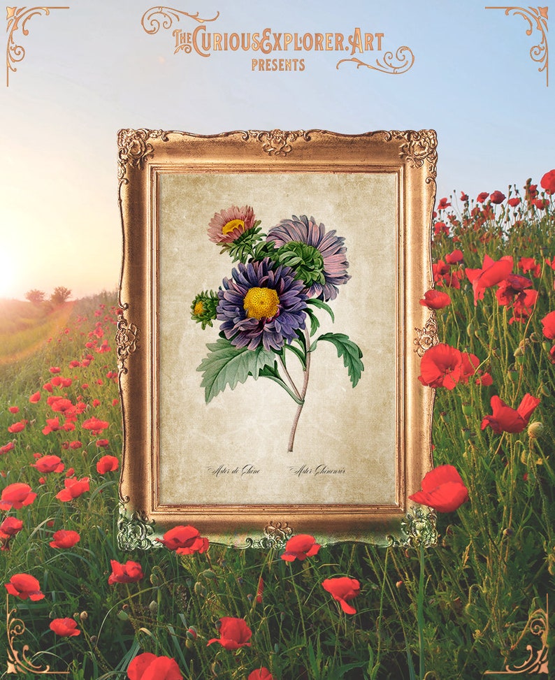 Aster Blossom Poster Cottage Aster Poster Floral Home Decor E11/_17 Botany Kitchen Decor Aster Print Aster Art Print Aster Wall Art