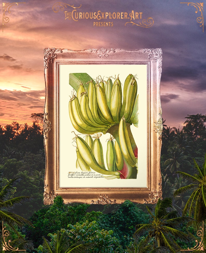 Kitchen Palm Poster, Banana Fruit Decor, Bananas Print, Vintage Banana Print, Antique Banana Art, Bananas Art Prints, Banana Poster E12_ 3 image 1