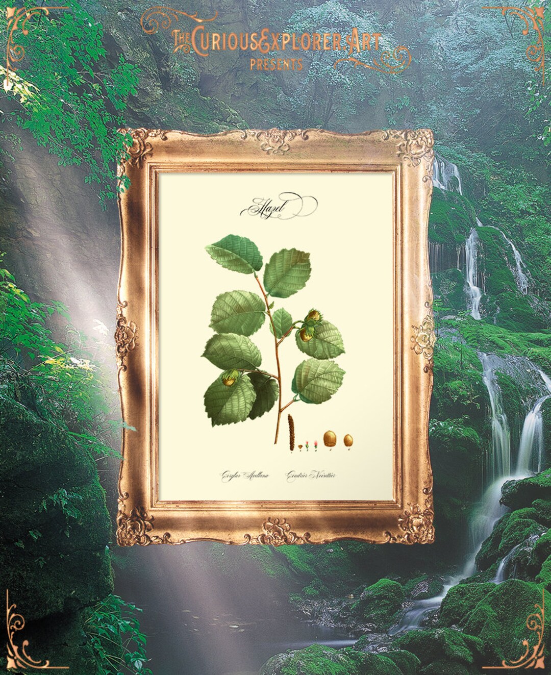 Hazel Print, Kitchen Prints, Botanical Posters, Vintage Fruit Print ...