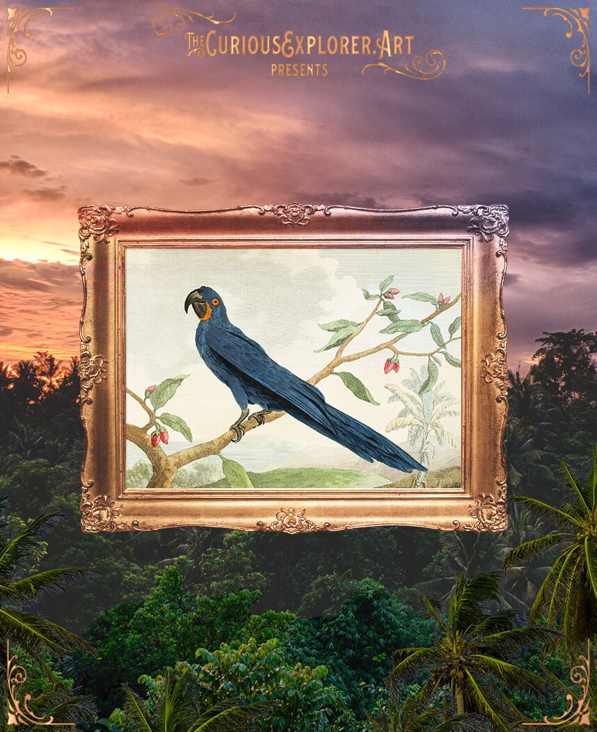 Blueparrott xplorer outlet