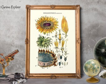 Sunflower Kitchen, Sunflower Art Poster, Old Botanical Print, Sunflower Home Decor, Old Sunflower Print, Mother Gift Decor - E14s8