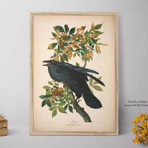 Home Decor, Raven Print, Framed Wall Art, Big Framed Print, Natural History Art E37_17 image 2