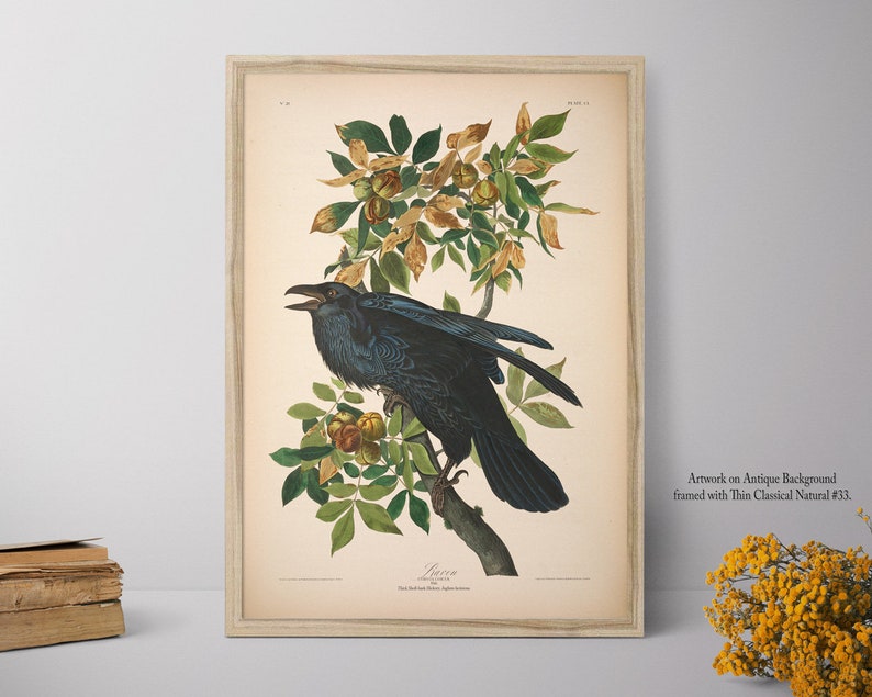 Home Decor, Raven Print, Framed Wall Art, Big Framed Print, Natural History Art E37_17 image 2