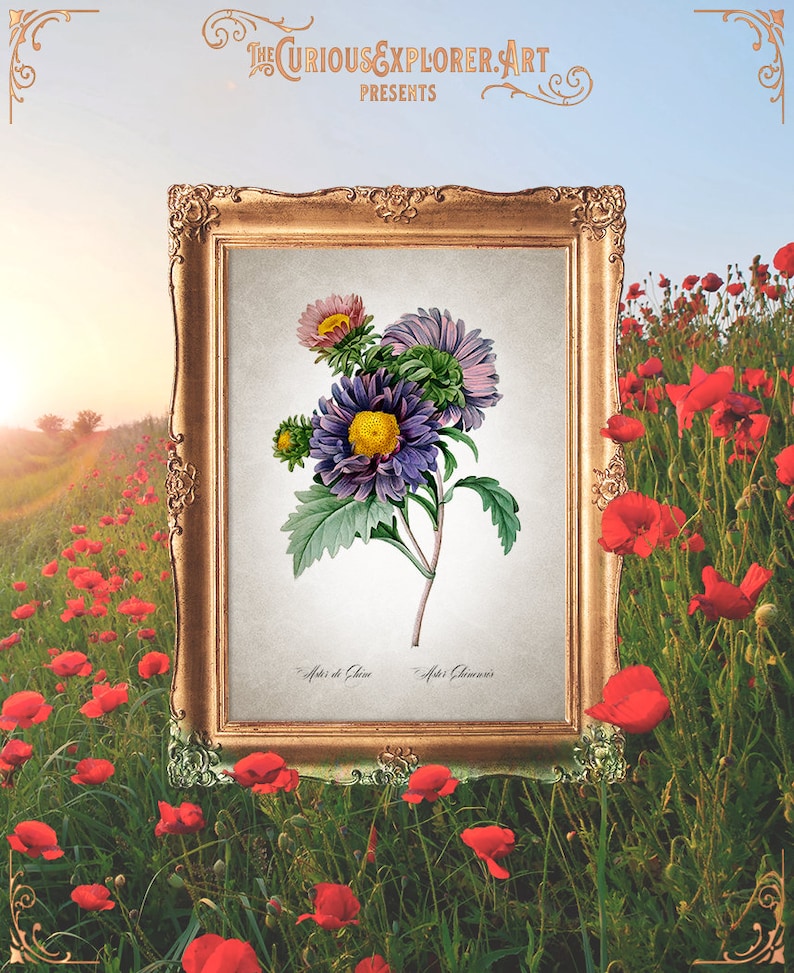 Aster Blossom Poster Cottage Aster Poster Floral Home Decor E11/_17 Botany Kitchen Decor Aster Print Aster Art Print Aster Wall Art
