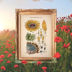 Sunflower Kitchen, Sunflower Art Poster, Old Botanical Print, Sunflower Home Decor, Old Sunflower Print, Mother Gift Decor E14_8