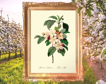 Botanicals Print, Apple Tree Fruit Art, Apple Tree Print, Old Fruit Art Poster, Fruit Kitchen Decor, Home Print - E11_7