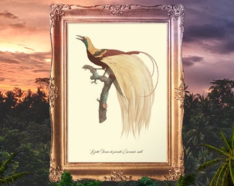 Bird of Paradise Art, Exotic Birds Decor, Jungle Poster Print, Bird Kitchen Decor, Bedroom Bird Art, Bird Child Gift - E33_10