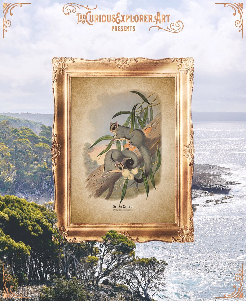 Sugar Glider Woodland Nursery Jungle Baby Shower Nursery | Etsy