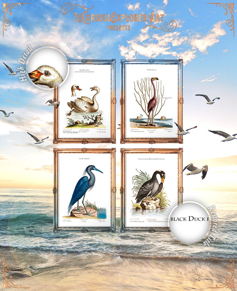 Zoology Poster Set Birds Print Pack Prints Art Set Birds Etsy