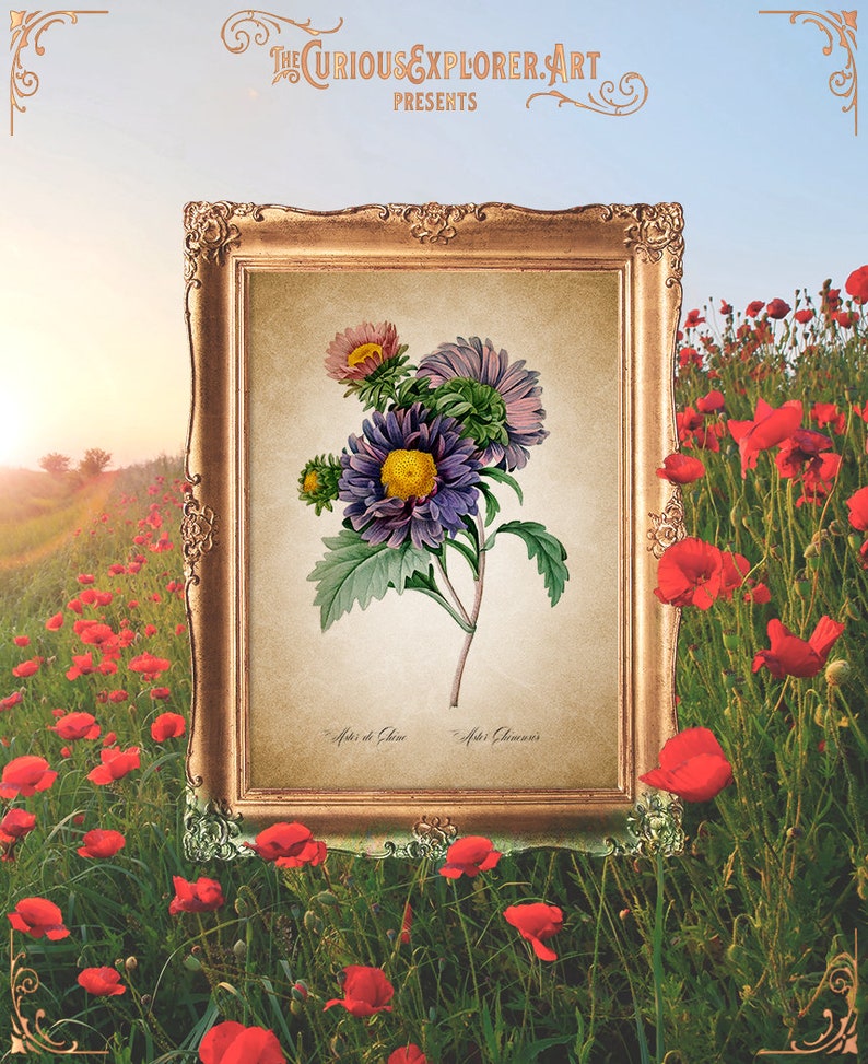 Aster Blossom Poster Cottage Aster Poster Floral Home Decor E11/_17 Botany Kitchen Decor Aster Print Aster Art Print Aster Wall Art