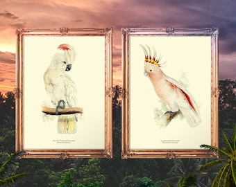 Birds Poster Set, Parrot Poster, Name Day Art Prints, Antique Bird Print, Birds Decor, Tropical Bird Print, Blue Parrakeet Art - E24_Set24