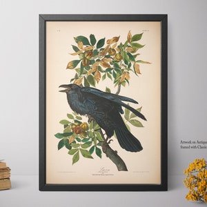 Home Decor, Raven Print, Framed Wall Art, Big Framed Print, Natural History Art E37_17 image 3