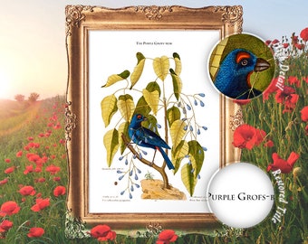 Blue Bird Print, Blue Bird Wall Art, Bird Botanical Print, Bird Print, Bird Nursery Decor, Birds Art Posters - E17_42
