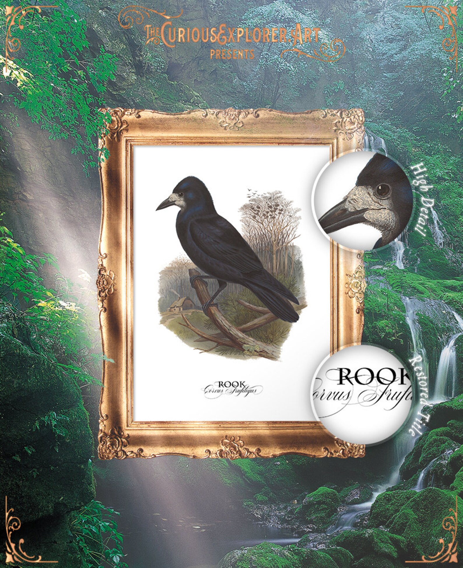 Rook Illustration Gothic Bird Artwork Rook Art Print Home | Etsy