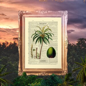 Old Coconut Print, Coconut Tree Poster, Sister Gift Print, Old Biology Prints, Coconut Botany Print, Coconut Print, Coconut Tree E15_17 image 2