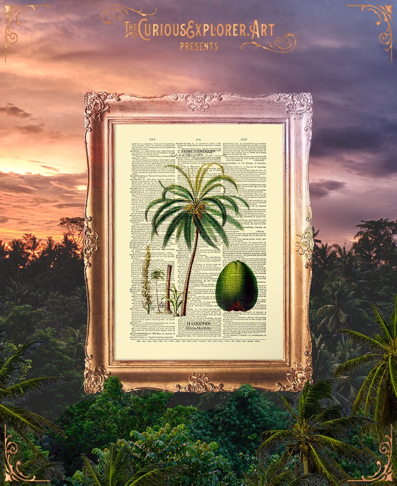 Old Coconut Print, Coconut Tree Poster, Sister Gift Print, Old Biology Prints, Coconut Botany Print, Coconut Print, Coconut Tree E15_17 image 2