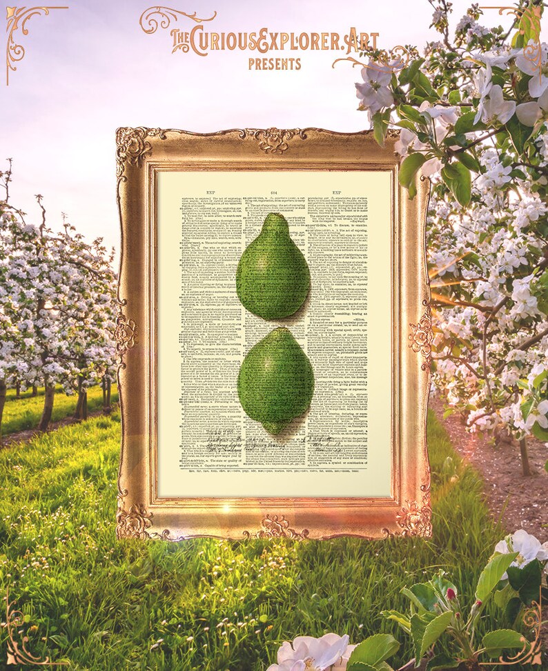 Home Print Botany Art Poster Green Fruit Print Mother Gift Vintage Dorm Decor Book Plate Botanical E23/_47 Lime Print Decor