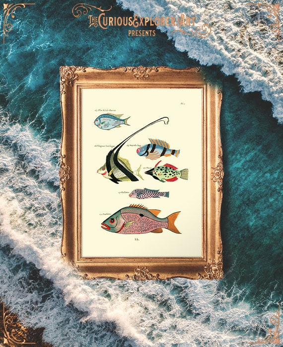 Funny Fish Posters, Teen Room Fish Print, Baby Boy Art Print, Fish Dorm  Decor, Deep Sea Print, Fish Print Love Gift E21_11 