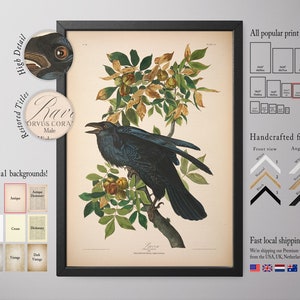 Home Decor, Raven Print, Framed Wall Art, Big Framed Print, Natural History Art E37_17 image 1