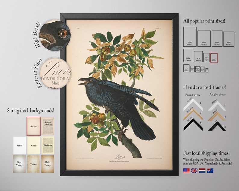 Home Decor, Raven Print, Framed Wall Art, Big Framed Print, Natural History Art E37_17 image 1