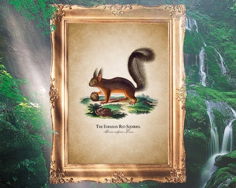 Squirrel Prints, Antique Biology Art, Mom Gift, Name Day Art Poster, Zoology Wall Art, Squirrel Print, Squirrel Art Poster - E18_59