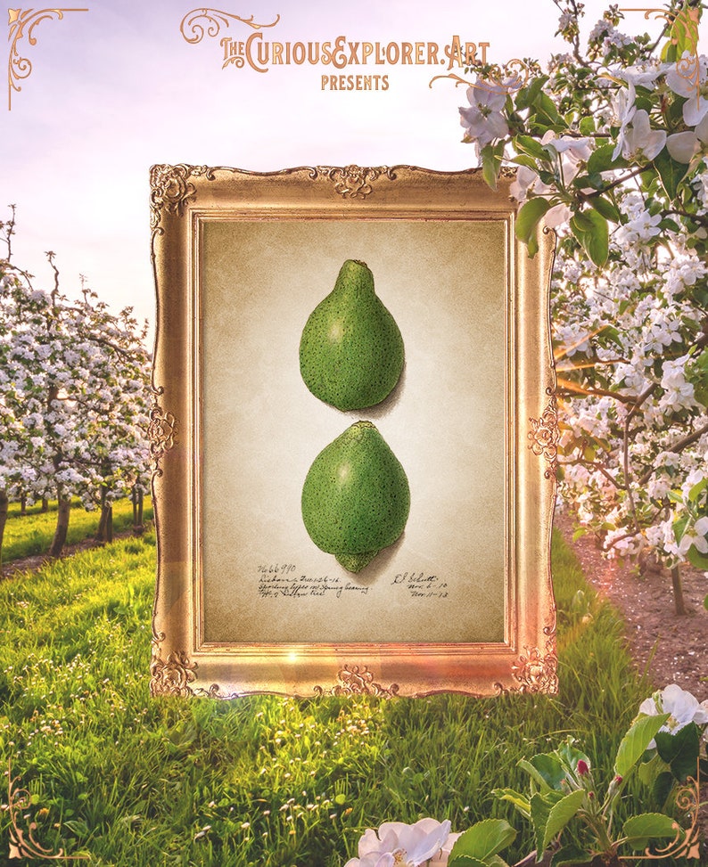 Home Print Botany Art Poster Green Fruit Print Mother Gift Vintage Dorm Decor Book Plate Botanical E23/_47 Lime Print Decor