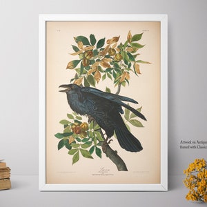 Home Decor, Raven Print, Framed Wall Art, Big Framed Print, Natural History Art E37_17 image 4