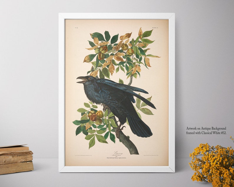 Home Decor, Raven Print, Framed Wall Art, Big Framed Print, Natural History Art E37_17 image 4