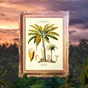 Vintage Banana Print, Banana Print, Art Gift Art Poster, Antique Biology Art, Bananas Fruit Print, Banana Tree Poster - E15_18