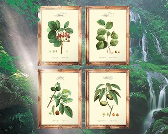 Nut Print Set, Love Gift Wall Art, Gift for Boy, Almond tree, Nut Poster Set, Pistacia tree, Nut Lover Gift - E28_Set4_7