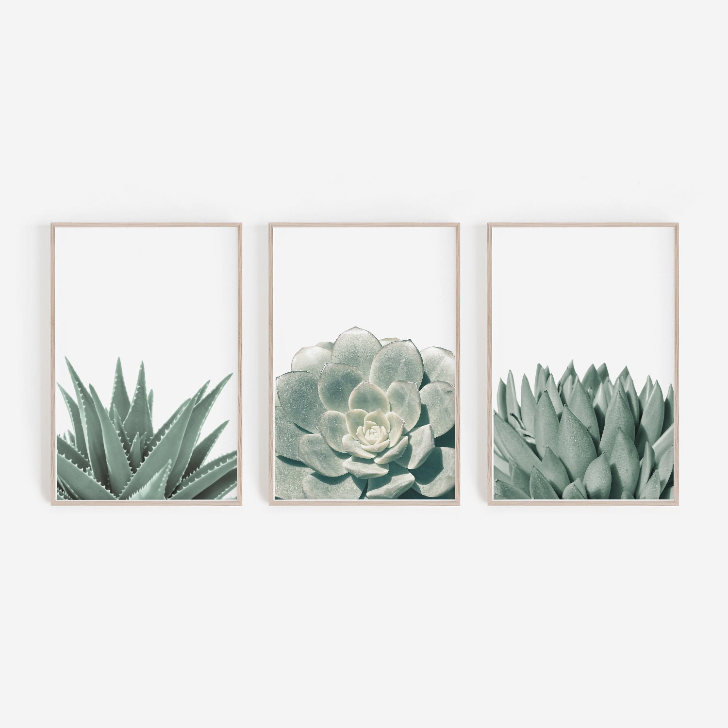Succulent Prints Succulent Art Prints Succulent Wall Art | Etsy Australia