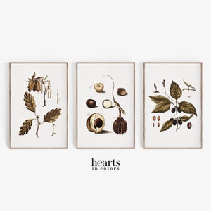 Botánico Vintage, Conjunto de 3, Cartel Vintage, Impresiones Digitales, Vintage, Botánico, Decoración de Pared, Impresiones Vintage, Impresiones Botánicas, Decoración de Otoño