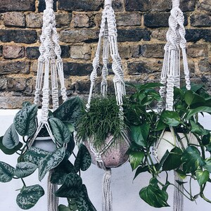 Macrame cotton plant hanger
