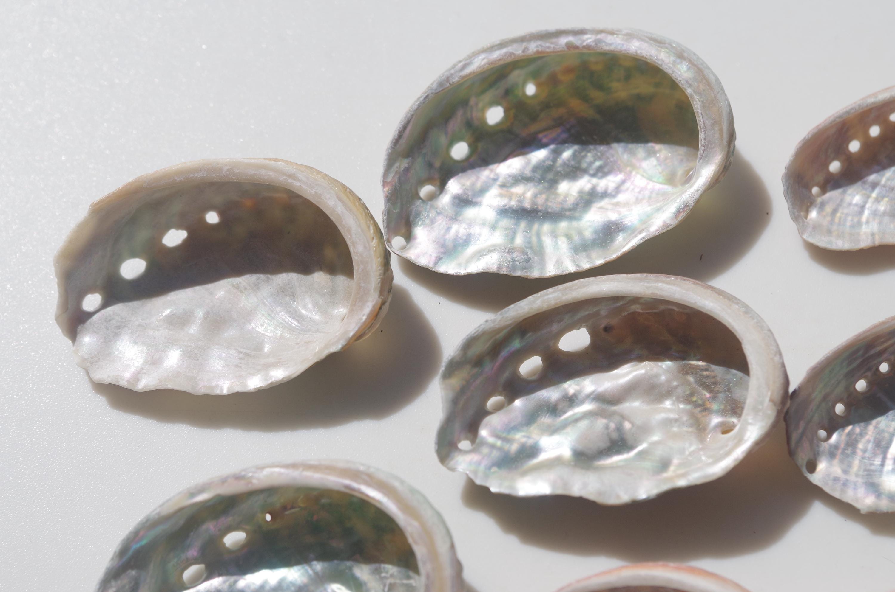 Japanese Abalone Shell / Sea Shells / 100% Natural & Genuine / for ...