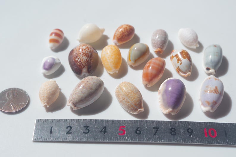 Various Cowrie / Japanese Cowry / Sea Shells / 100% Natural & Genuine ...