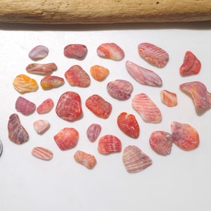 May include: A collection of small, smooth, multi-colored seashells in shades of red, orange, pink, and purple, arranged on a white surface next to a US penny for scale. The shells feature natural striped and mottled patterns across their surfaces.