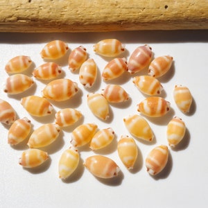 Cute Japanese Cowrie / Cowry / Sea shells / 100% Natural & Genuine / For Collections, Specimens  #B-44